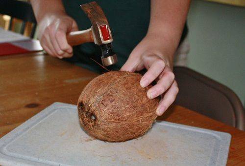 golpeando un coco con un martillo