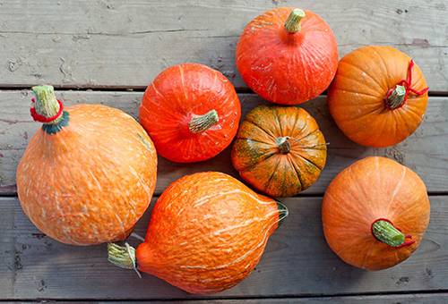 Cucurbita pumpkin variety