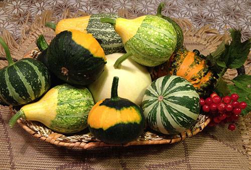 Récoltez des citrouilles décoratives