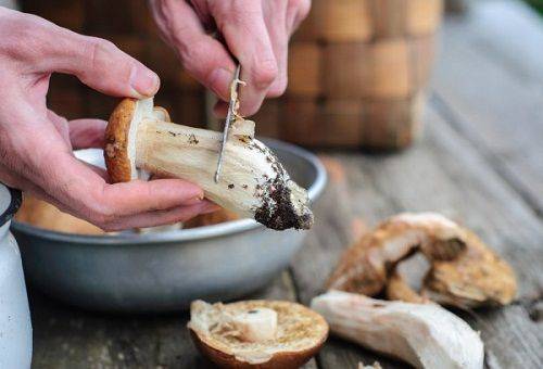 paddenstoelen schoonmaken