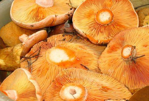 champignons, bouchons de lait au safran