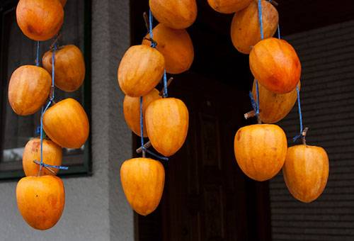 Pagpapatuyo ng persimmons sa labas