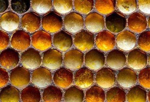 Mesilasleib kärgedes