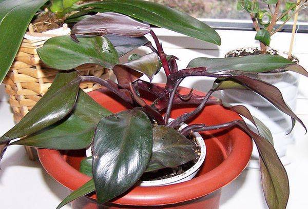 Philodendron punastab