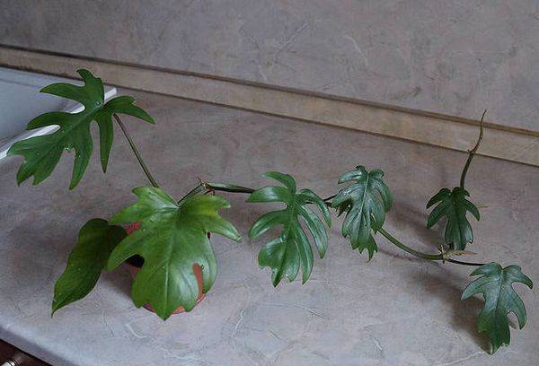 Philodendron radiata