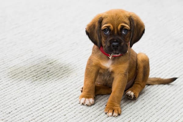 Le chiot a fait pipi sur le tapis