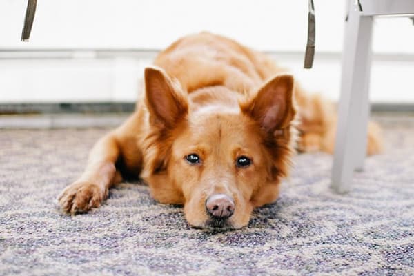 The dog lies on the carpet