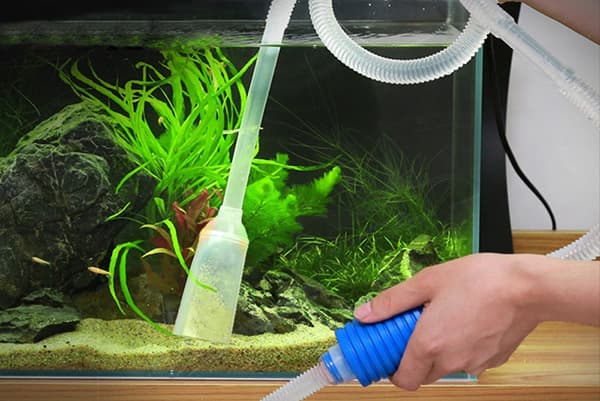 Cleaning the soil in an aquarium with fish