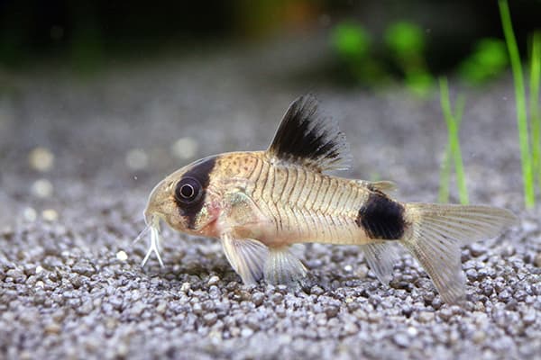 Meerval in een aquarium