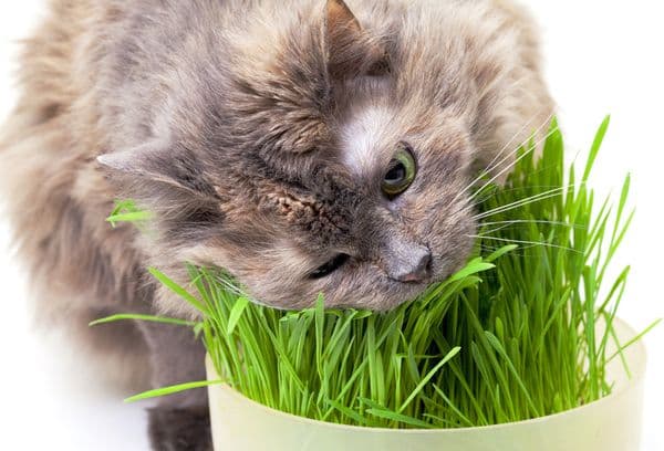 Hall kass sööb rohtu