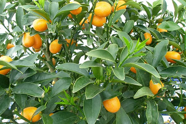 Buah kumquat di atas pokok