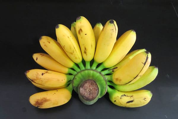 Dwarf Cavendish Bananas