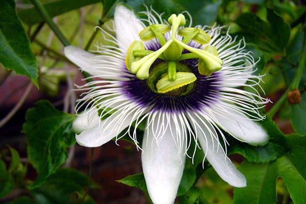 flor de la pasión