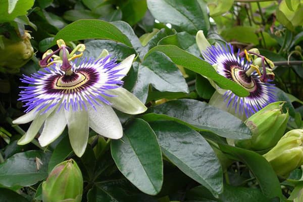 Flor da paixão florescendo