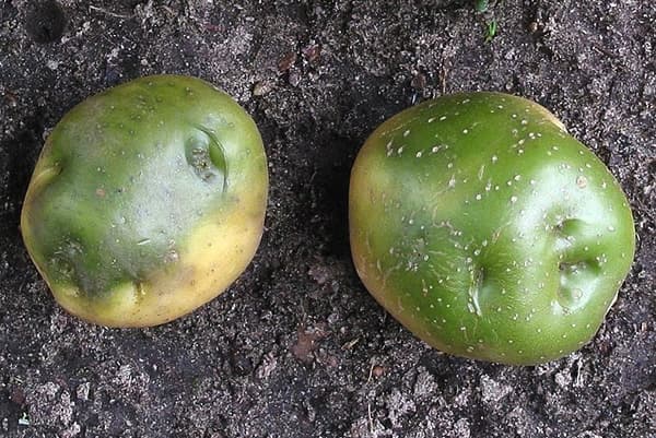 Groene aardappelen