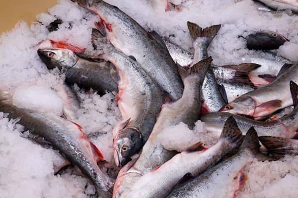 Frischer rosa Lachs auf Eis