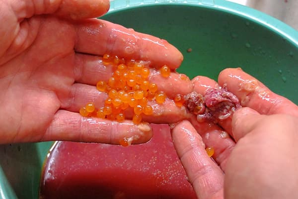 Separating pink salmon caviar from the film