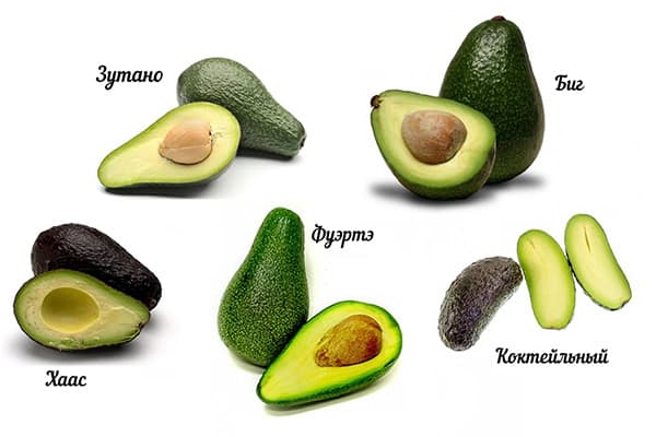 Diferentes variedades de aguacates