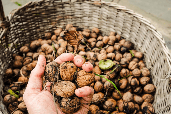 Bagong piniling mga walnut