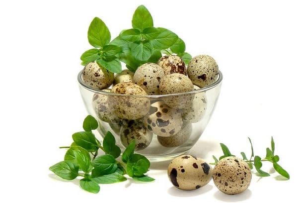 Quail eggs