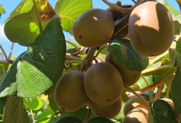 Kiwivruchten op een boom