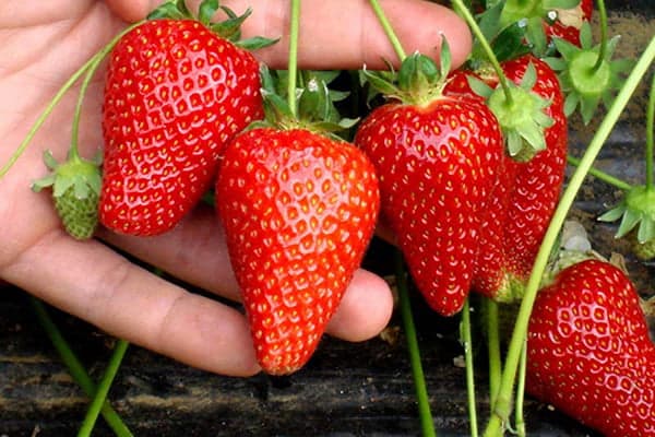 Fresas en el jardín