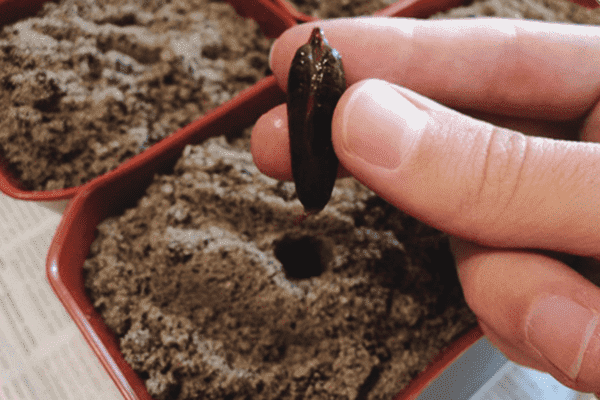 Plantar un hoyo de dátil en una maceta.