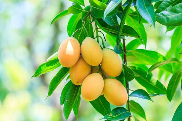 Puuviljad mangopuul