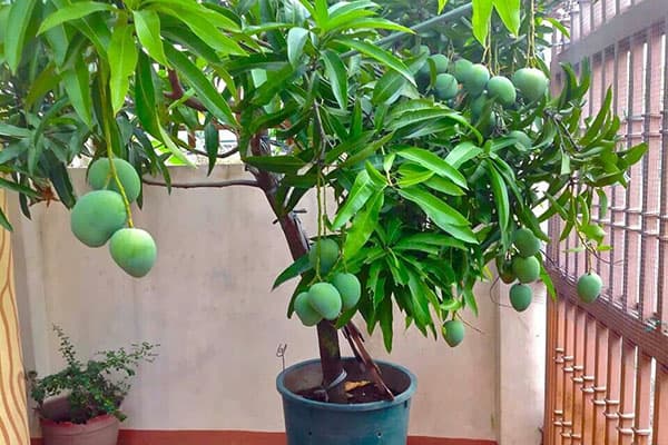 Viljakas mangopuu potis