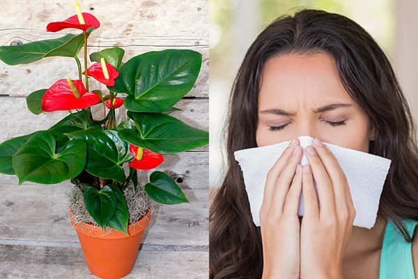 Allergia antuuriumi suhtes