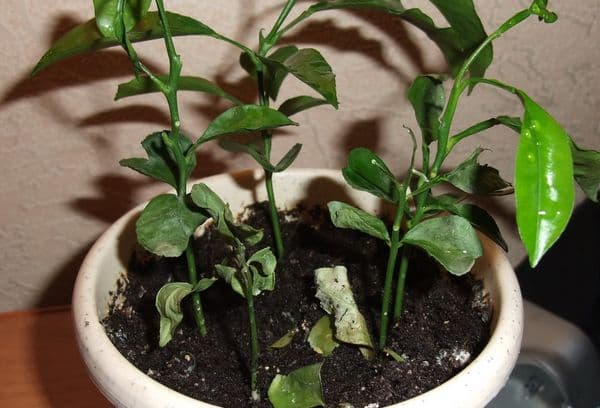 Brotes de naranja en una olla