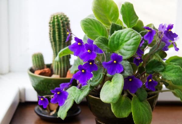 Violetne ja kaktus