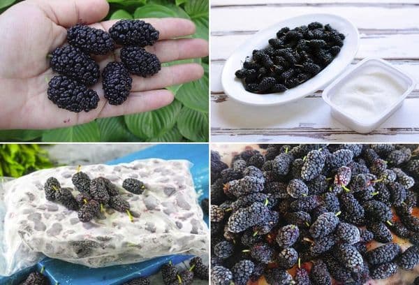 Imbakan ng Mulberry