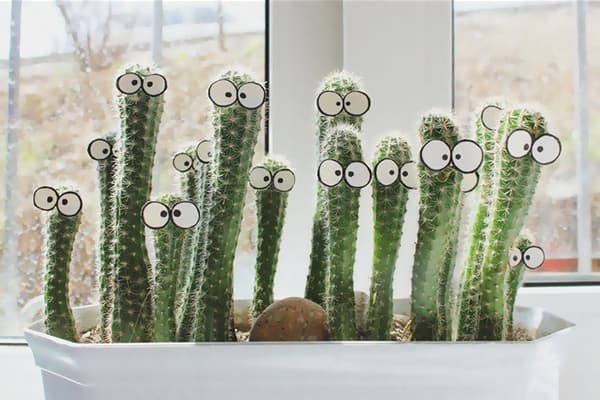 Kaktused aknalaual