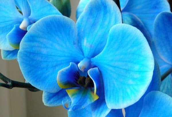 Sinine orhidee