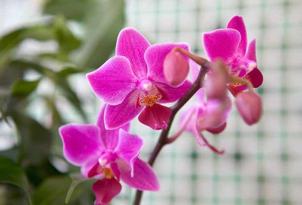Roosa orhidee