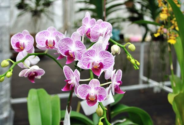 Kuninglik orhidee