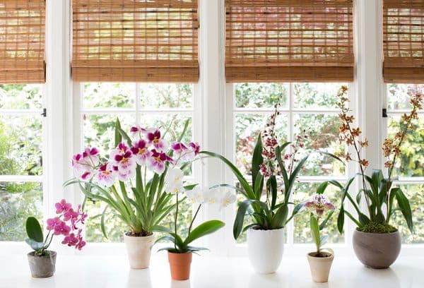 Miks te ei saa orhideesid kodus hoida: head ja halvad ended, mõju tervisele