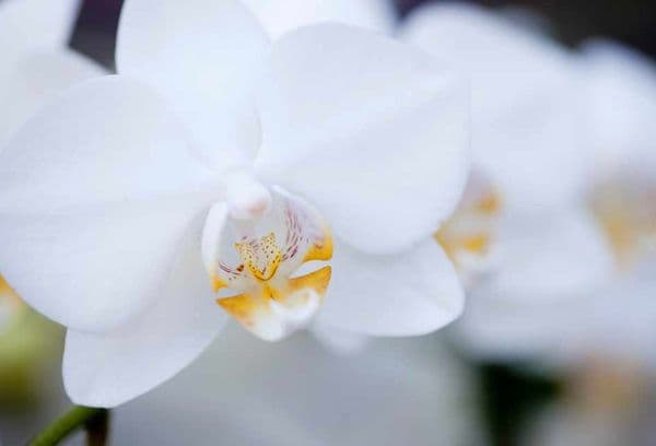 Valge orhidee