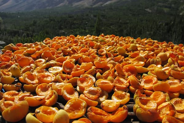 Assecar albercocs a l'aire lliure