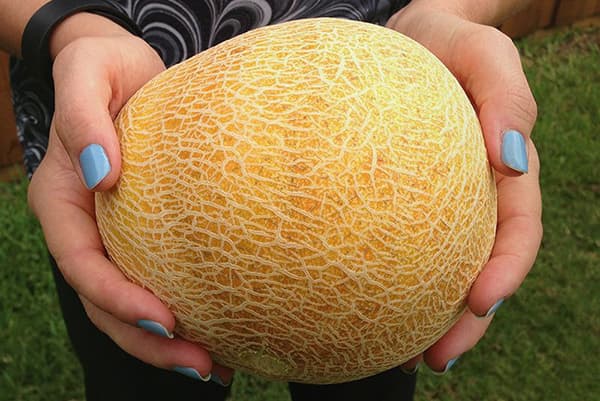 Melon dans les mains