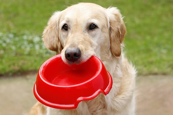 Un perro sostiene su plato de comida entre los dientes.