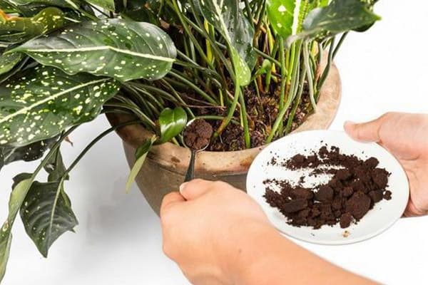 Agregar posos de café a una maceta de planta de interior
