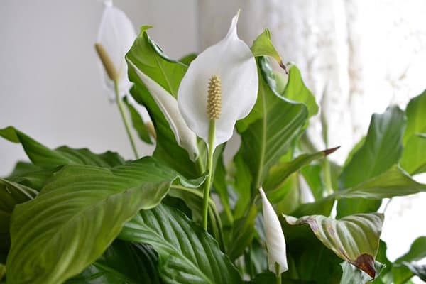 Fleur du bonheur féminin