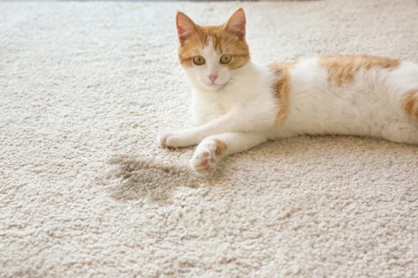 El gato se caga en la alfombra.