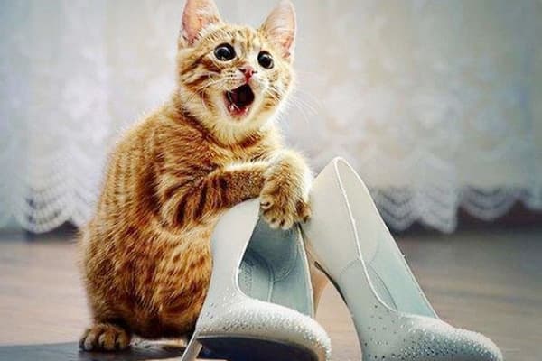 Gatito y zapatos de mujer.