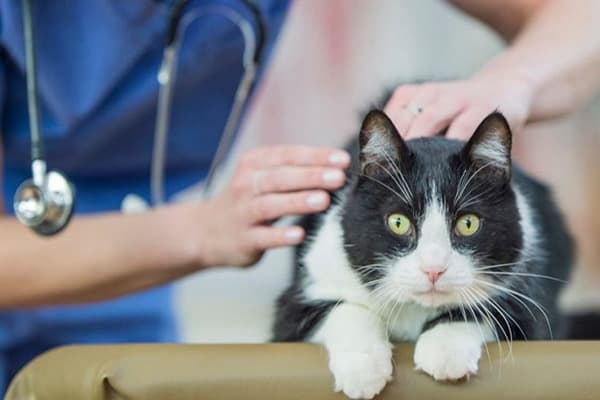 Gato siendo examinado por un veterinario