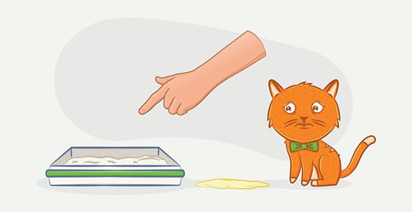 Bandeja entrenando a un gatito