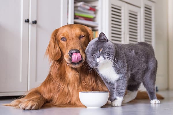 Cat and dog eat from the same bowl