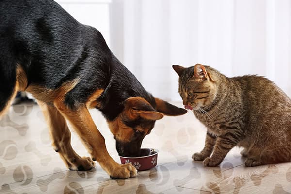 Perro come comida para gatos